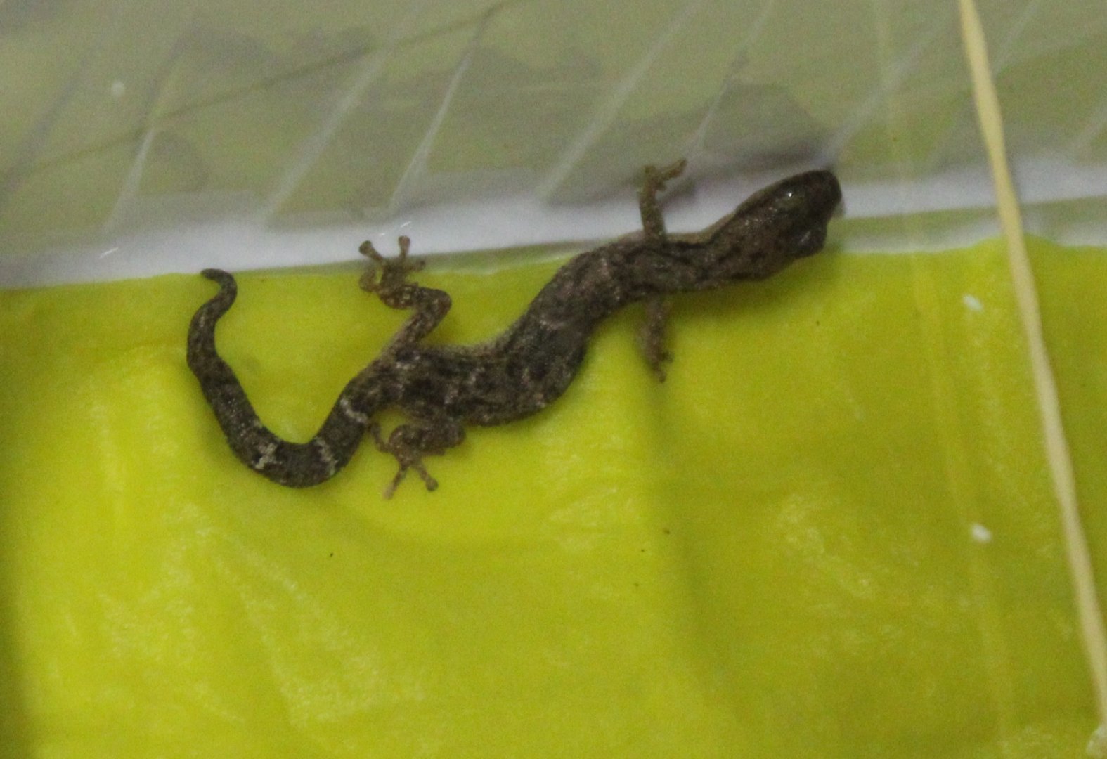 Madagascar ghost-gecko - Matoatoa brevipes