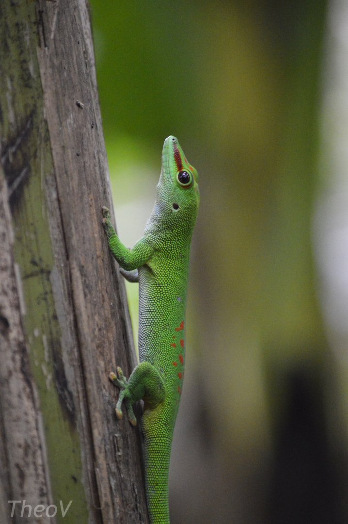 Madagascar giant day gecko [2018]