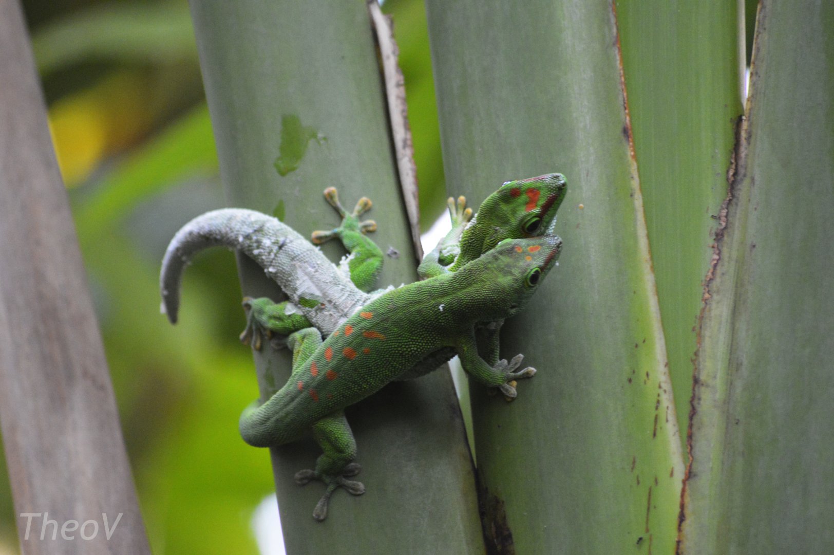 Madagascar giant day gecko [2020]