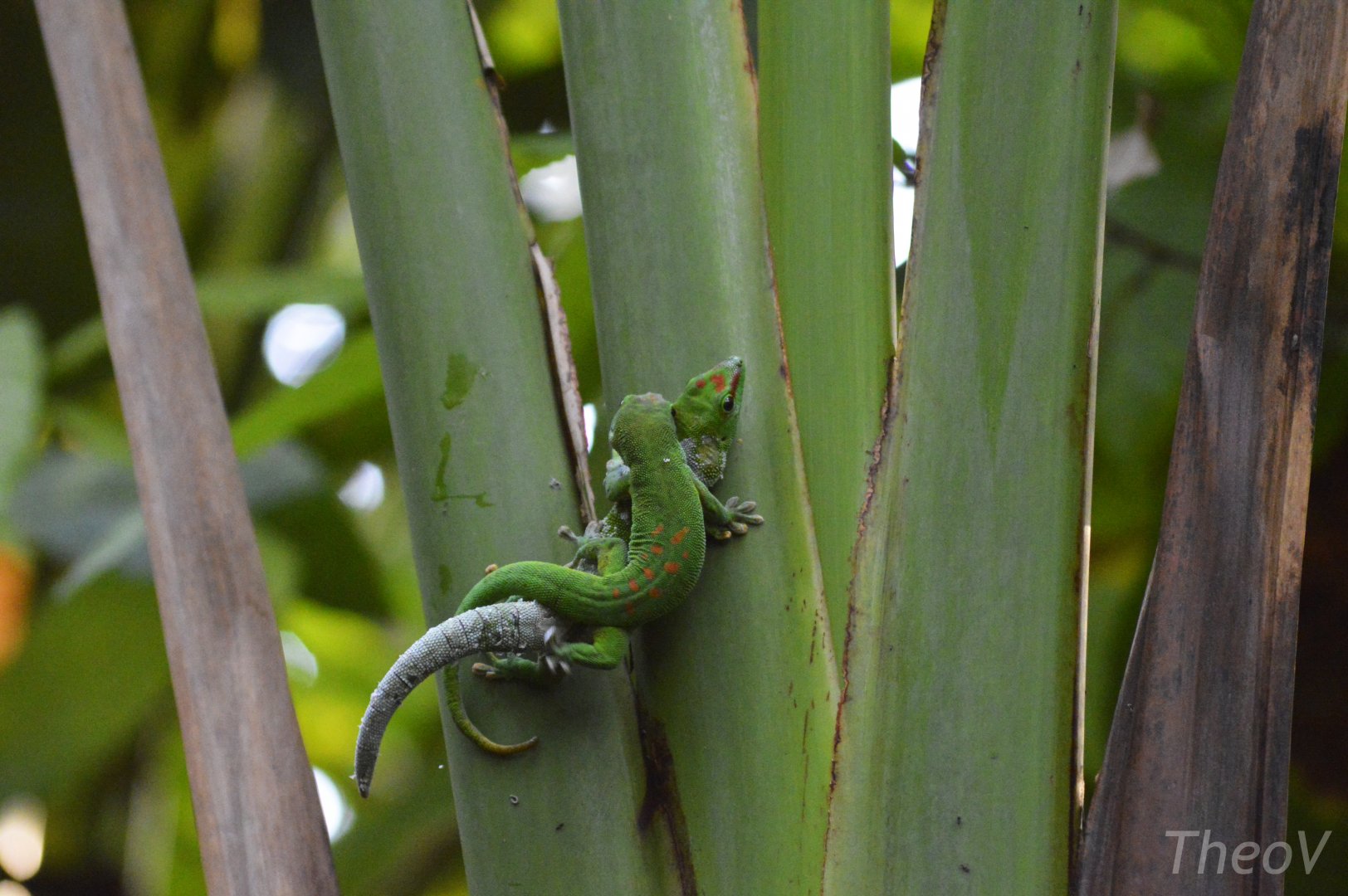 Madagascar giant day gecko [2020]