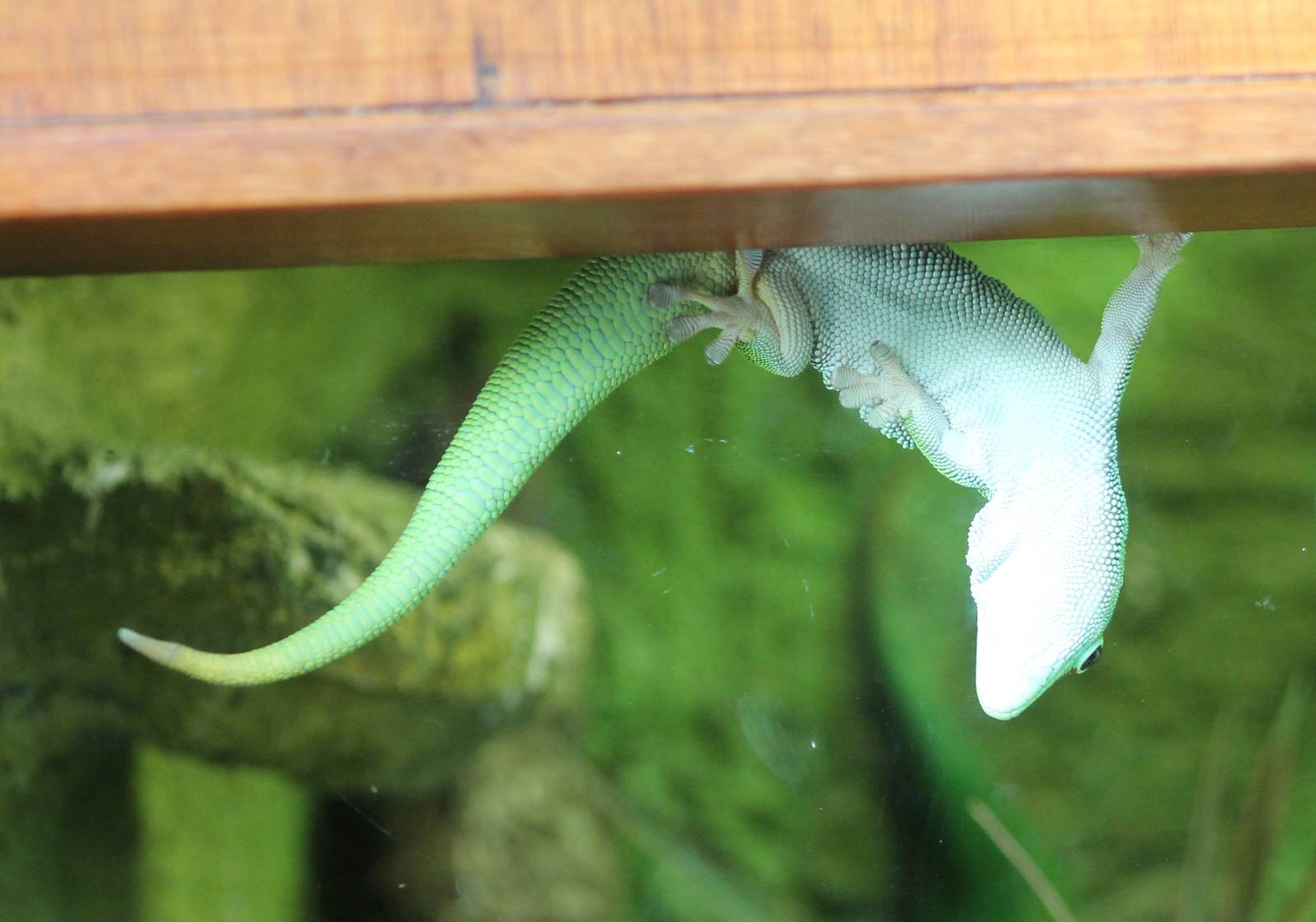 Madagascar giant day gecko against the window