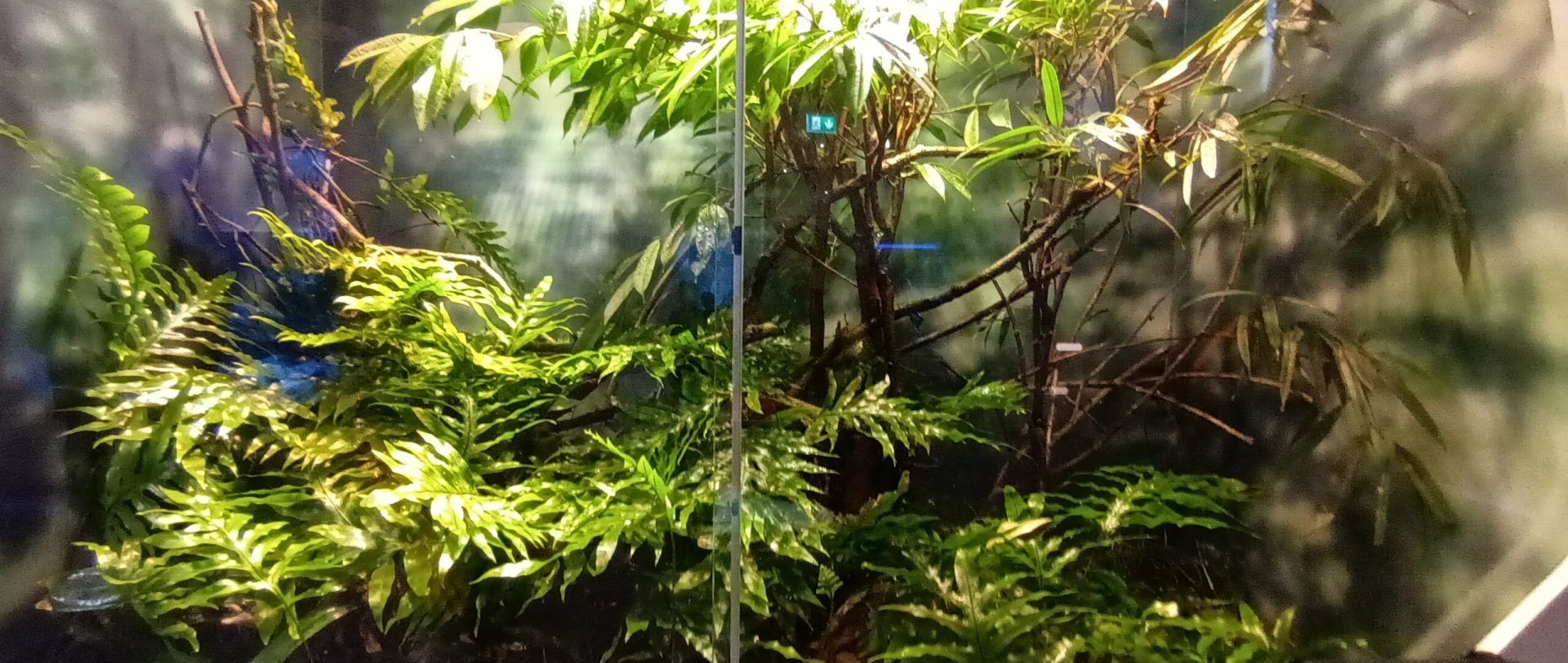 Madagascar giant day Gecko and Panther Chameleon Habitat