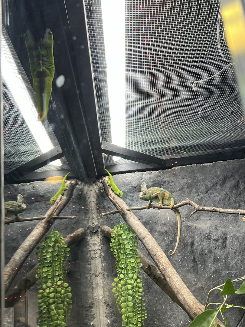 Madagascar Giant Day Gecko and Veiled Chameleon