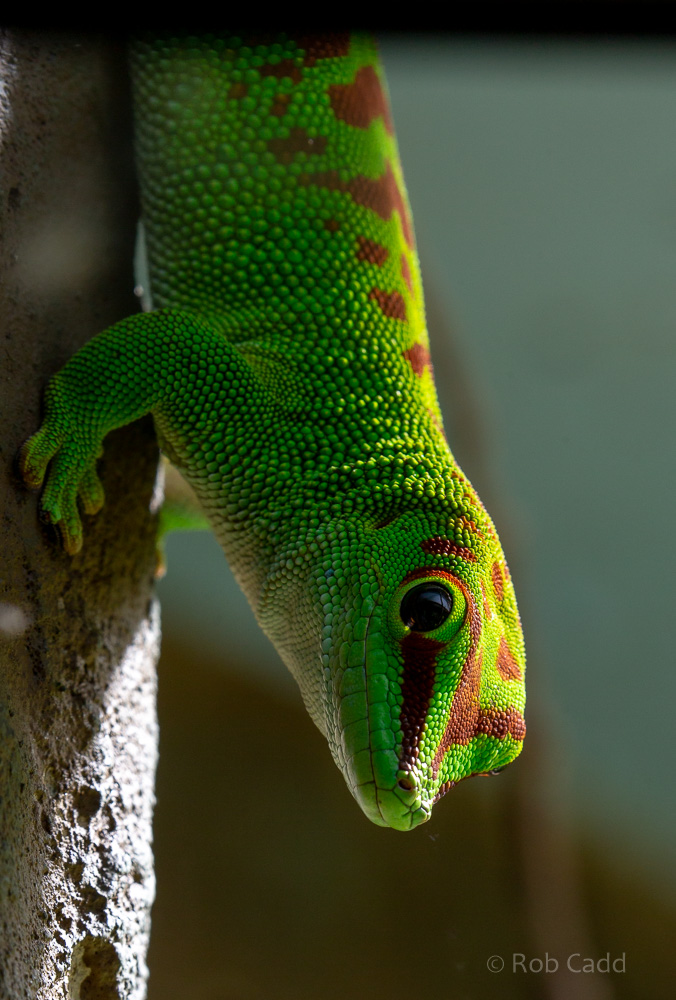 Madagascar giant day gecko : Cotswold WP : 12 Jul 2019