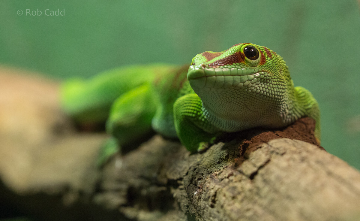 Madagascar giant day gecko : Cotswold WP : 20 Oct 2015