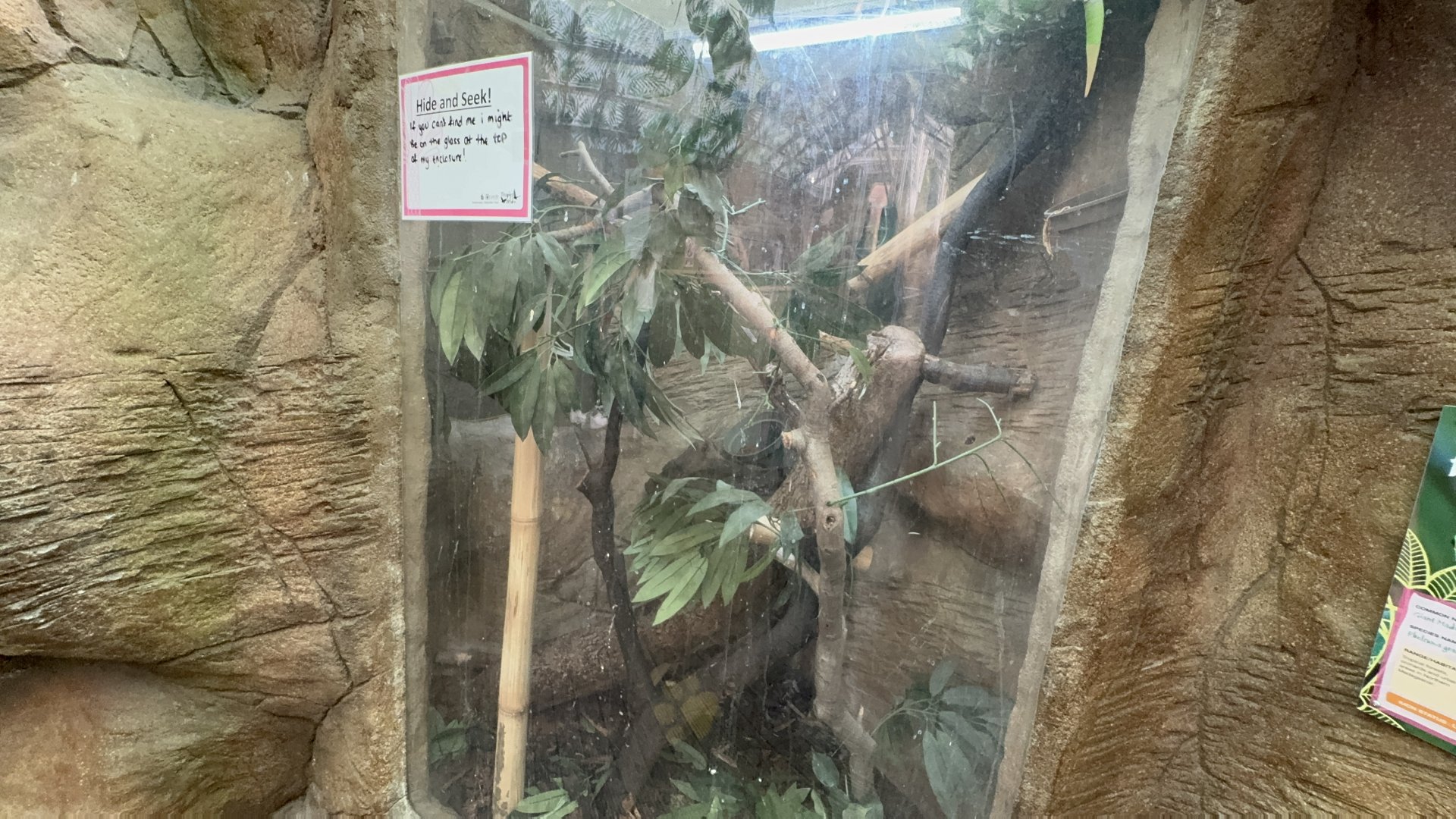 Madagascar Giant Day Gecko Enclosure at Tropical World (October 2024)