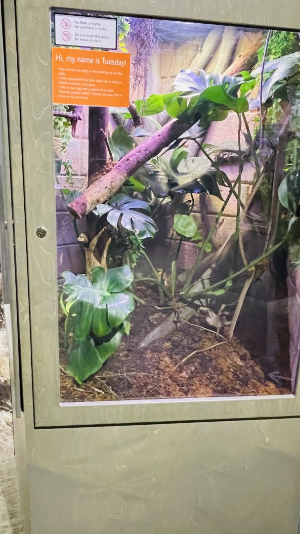 Madagascar Giant Day Gecko Enclosure