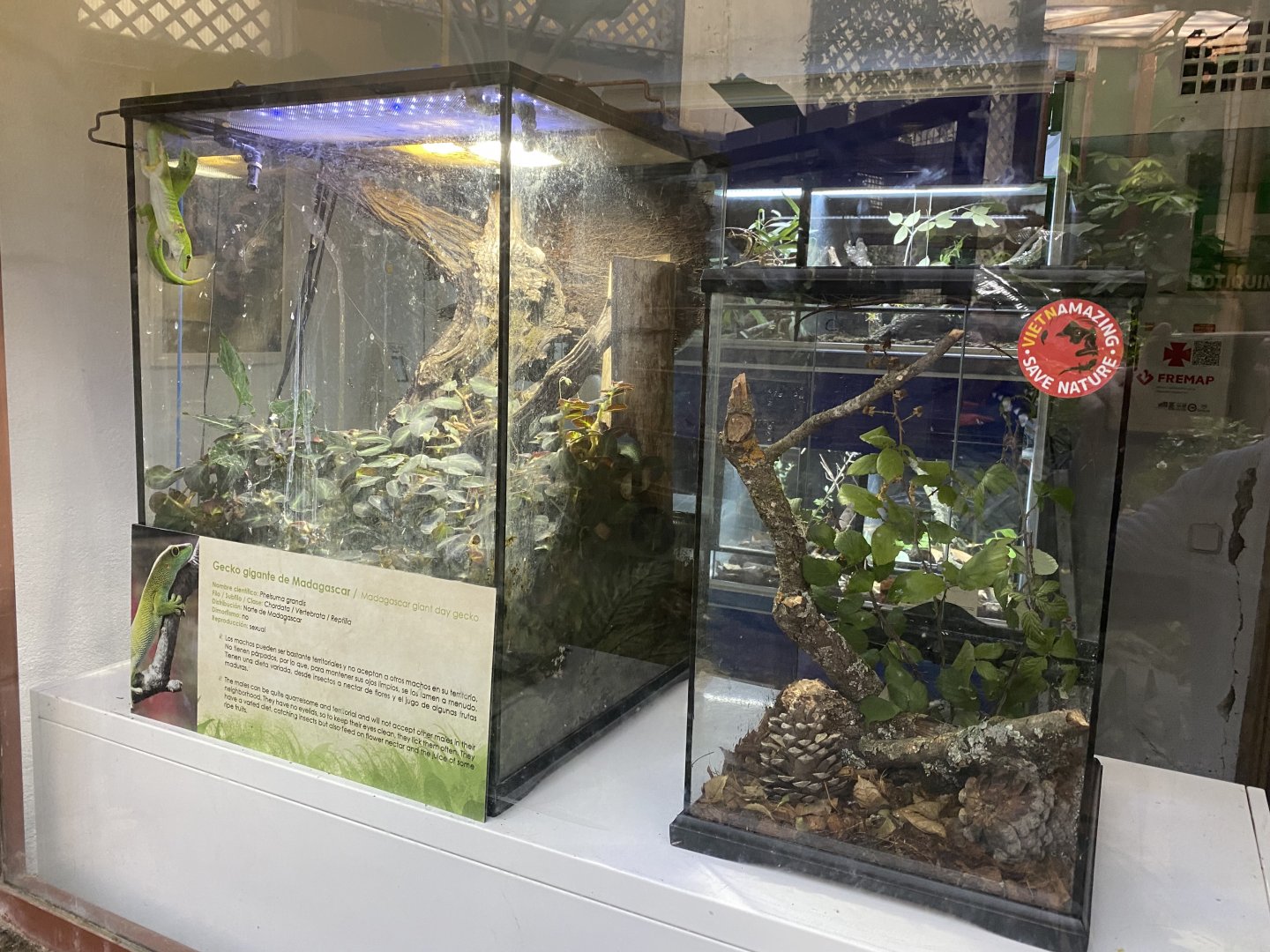 Madagascar giant day gecko exhibit and other unsigned exhibits