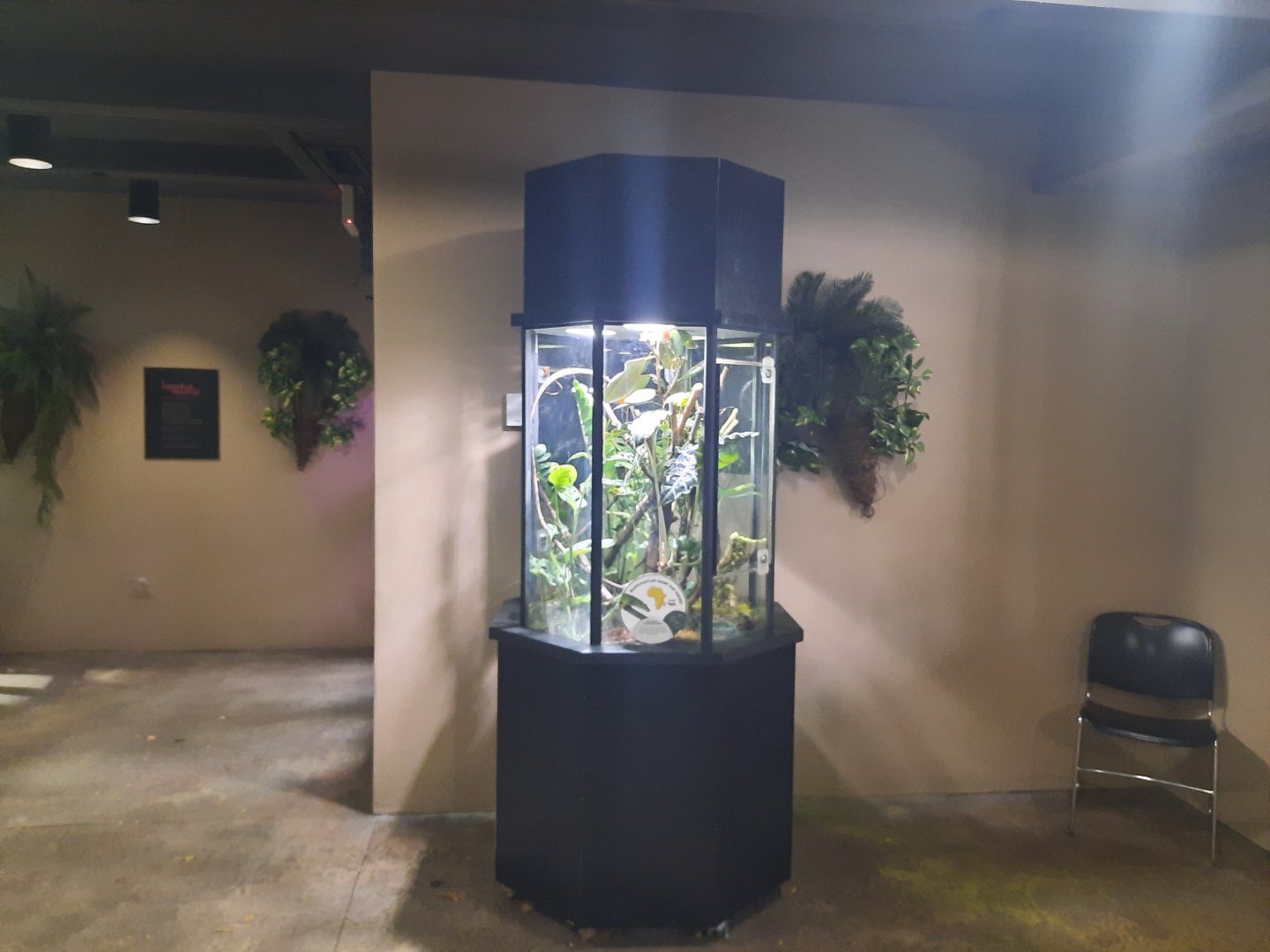 Madagascar - Giant Day Gecko Exhibits