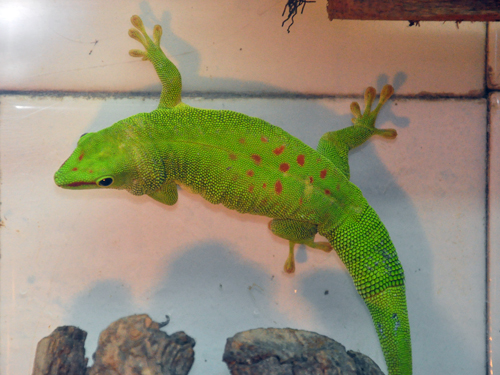 Madagascar Giant Day Gecko in Kishinev Zoo