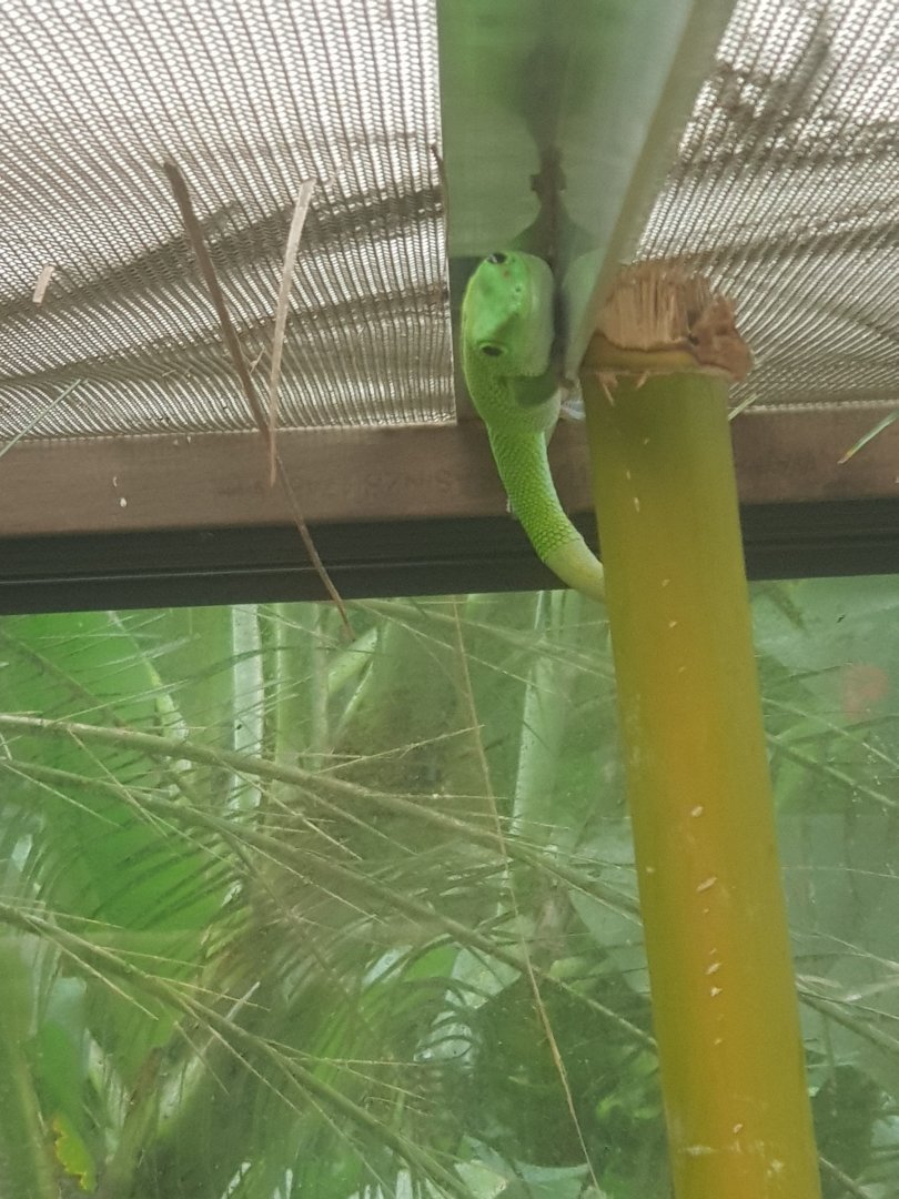 Madagascar Giant Day Gecko (Phelsuma grandis)