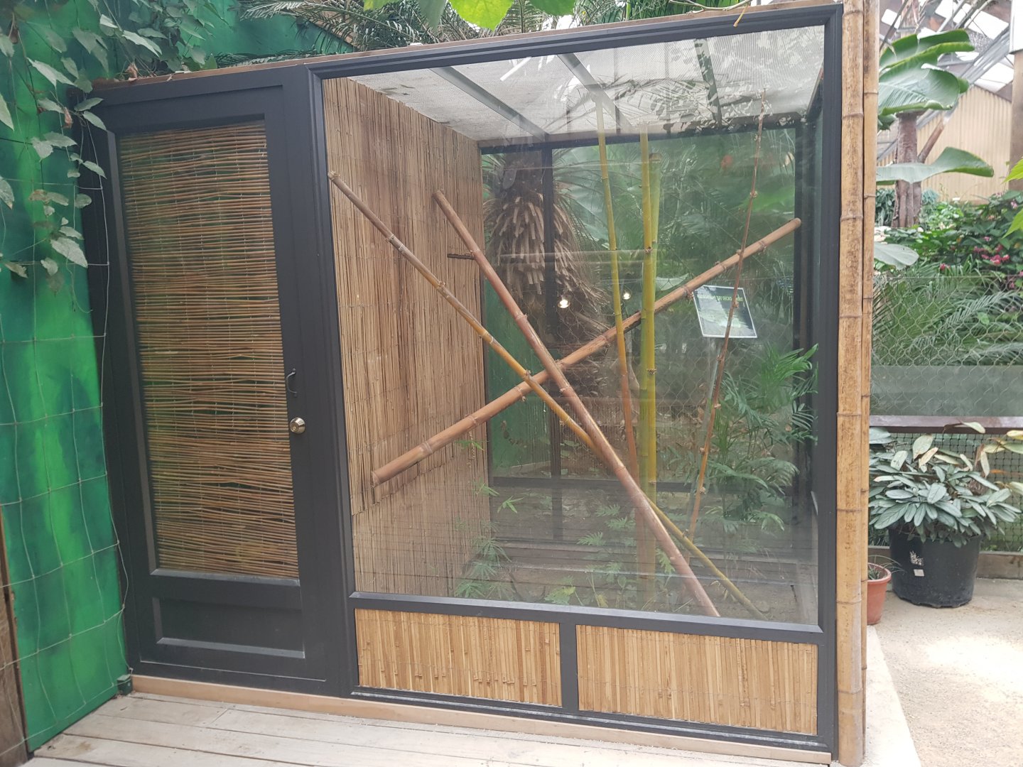 Madagascar Giant Day Gecko (Phelsuma grandis)