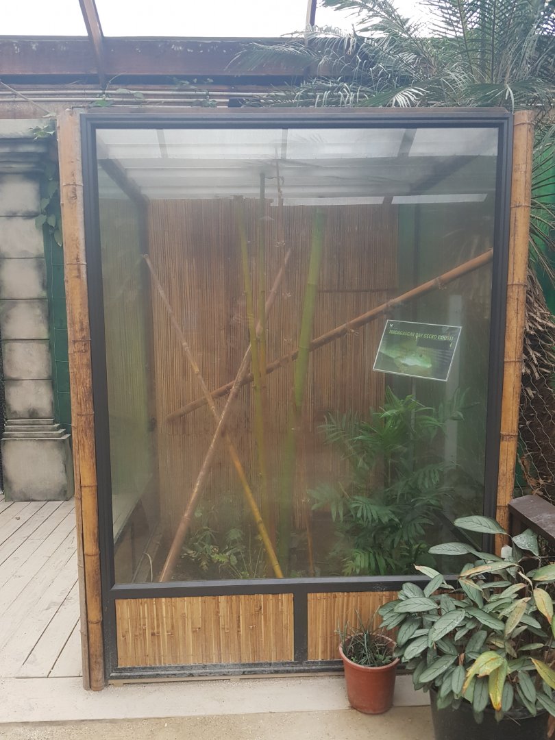 Madagascar Giant Day Gecko (Phelsuma grandis)