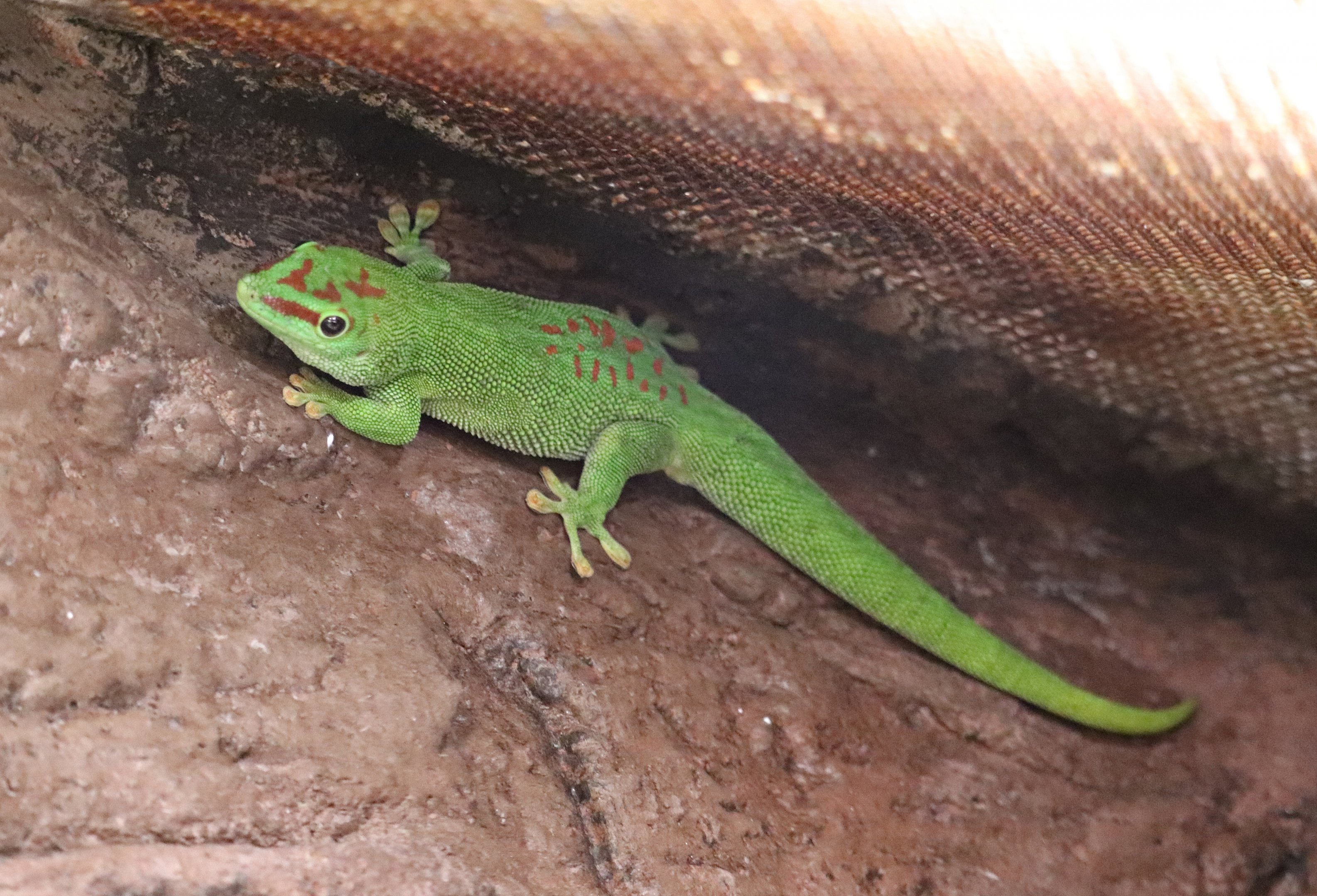 Madagascar giant day gecko (Phelsuma grandis)
