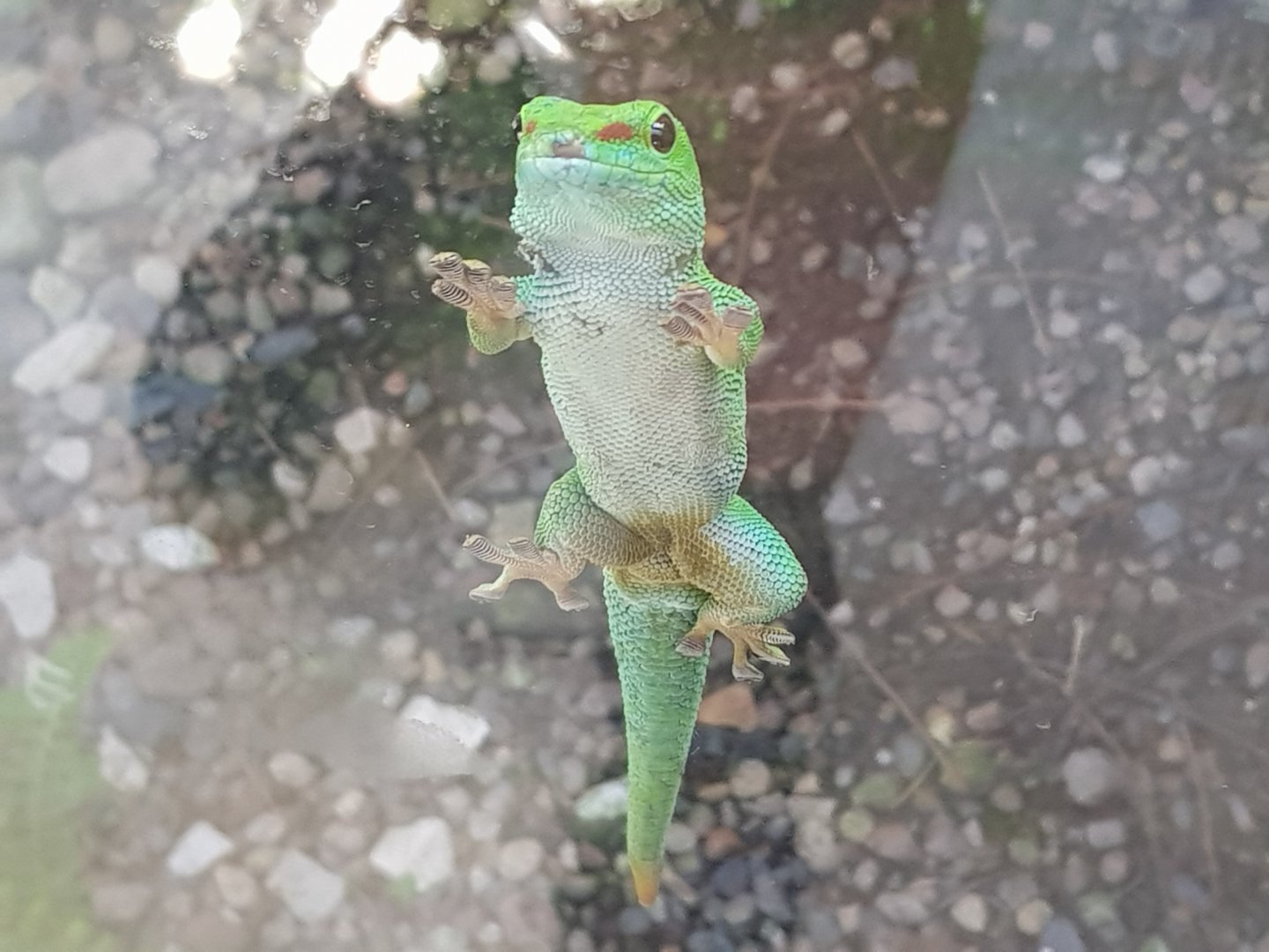 Madagascar Giant Day Gecko (Phelsuma grandis)