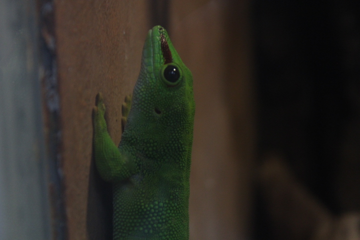 Madagascar giant day gecko (Phelsuma grandis)