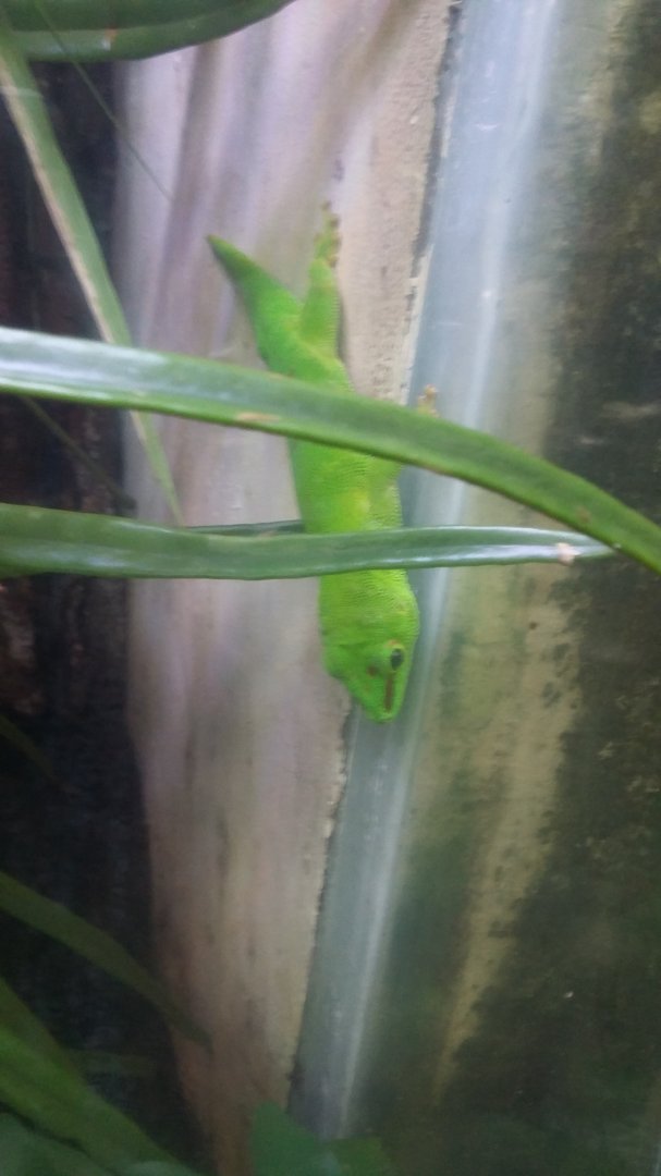 Madagascar giant day gecko (Phelsuma grandis)