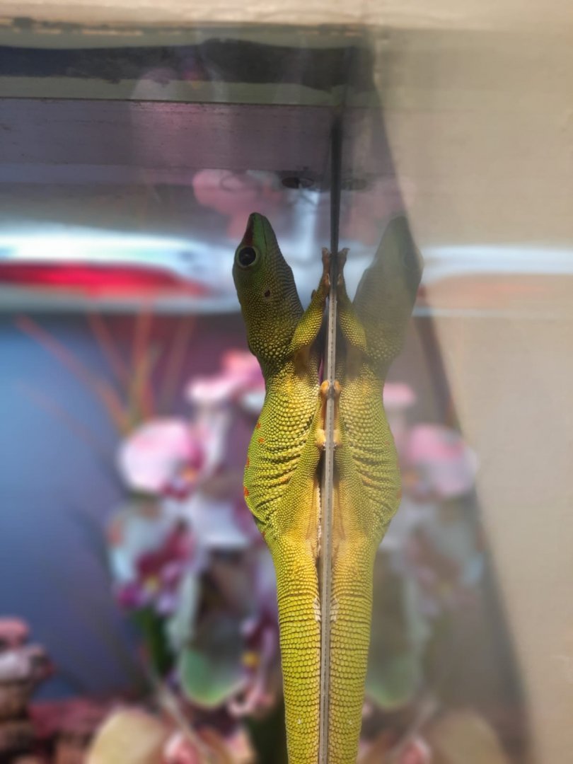 Madagascar giant day gecko (Phelsuma madagascariensis grandis)