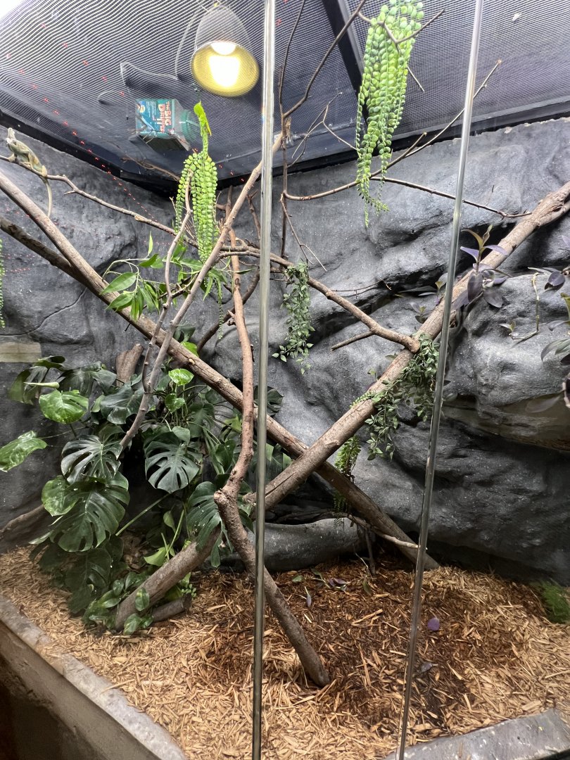 Madagascar Giant Day Gecko/Veiled Chameleon Exhibit