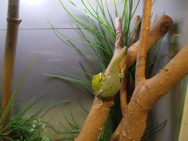 Madagascar Giant Day Gecko