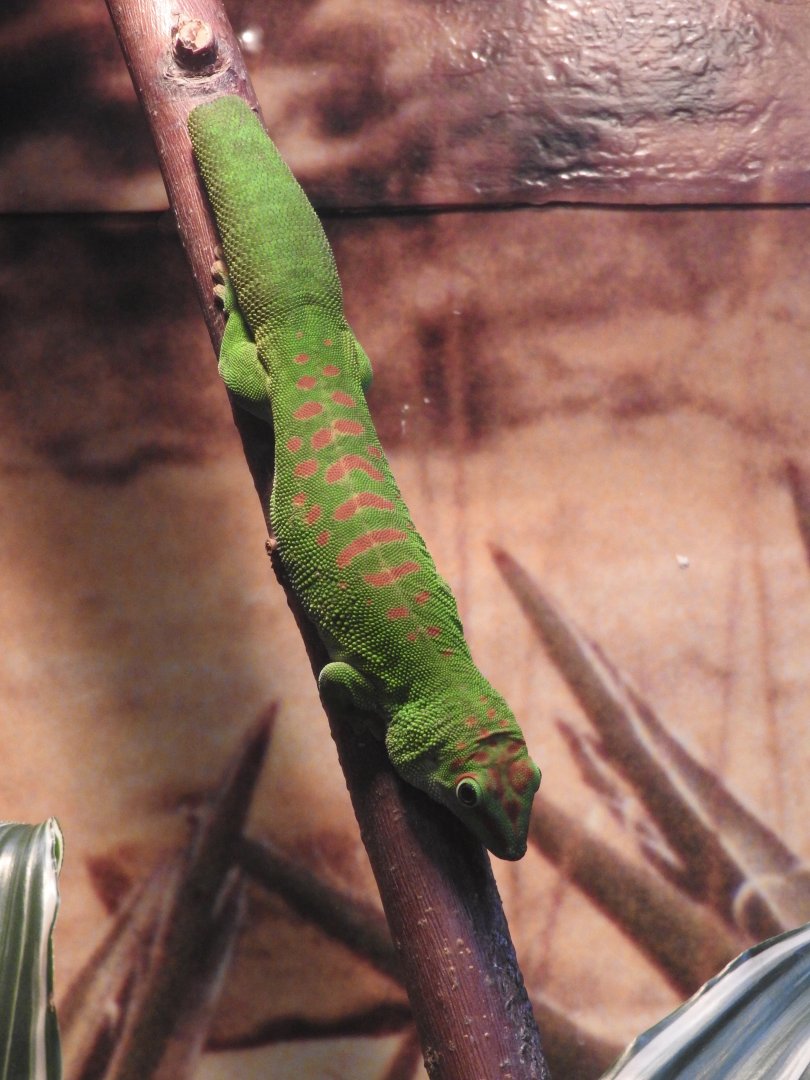 Madagascar Giant Day Gecko