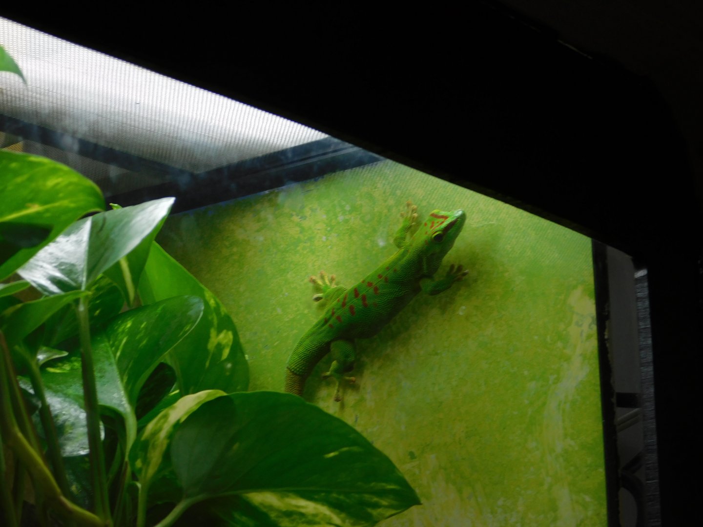 Madagascar Giant Day Gecko