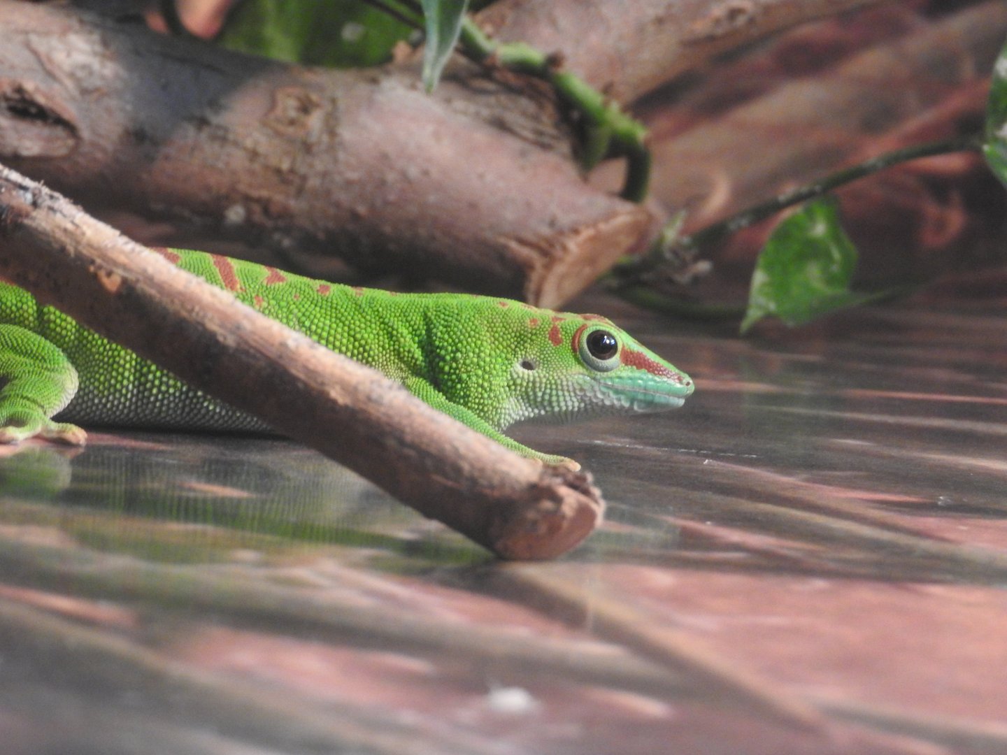 Madagascar Giant Day Gecko