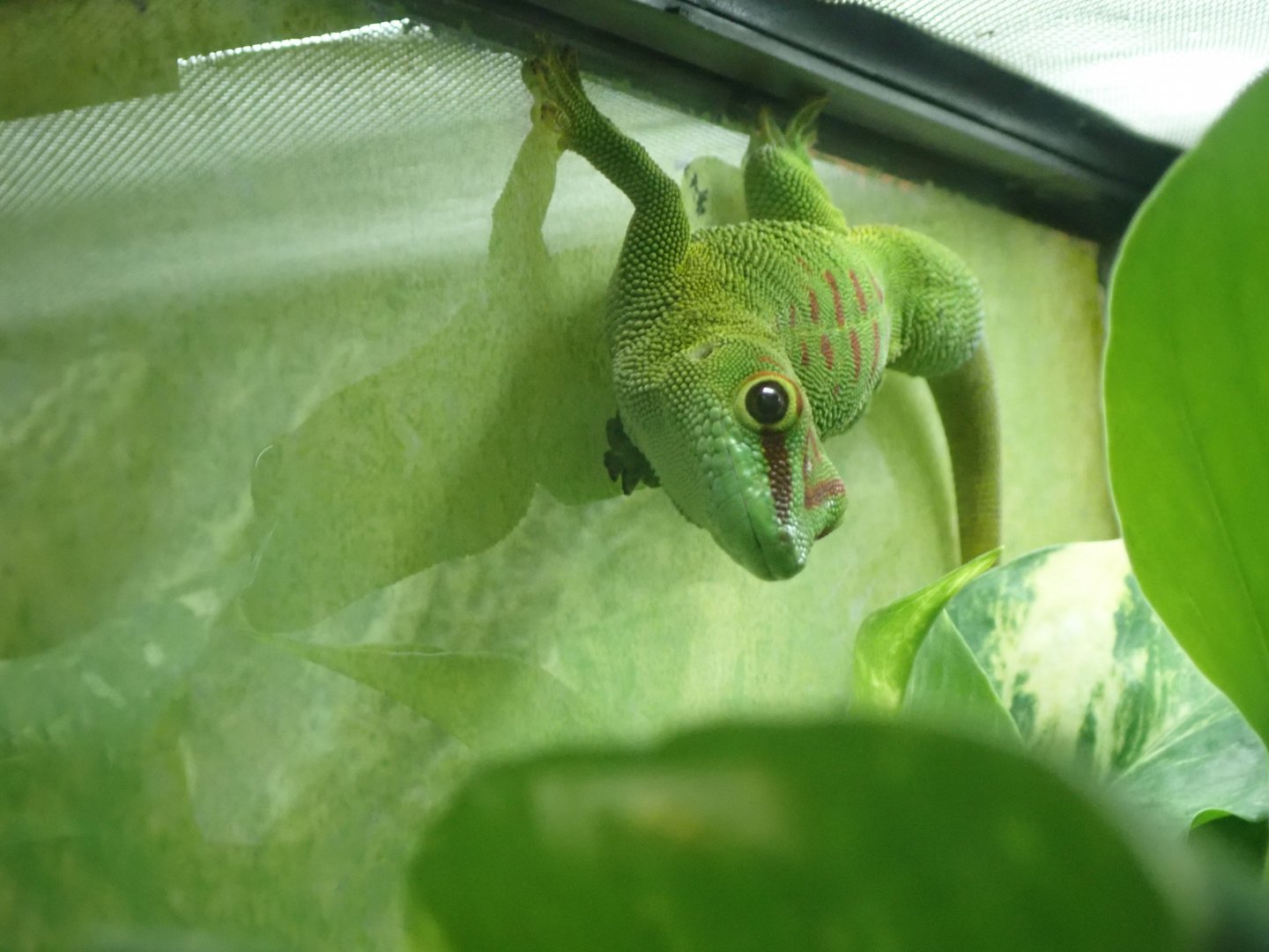 Madagascar Giant Day Gecko