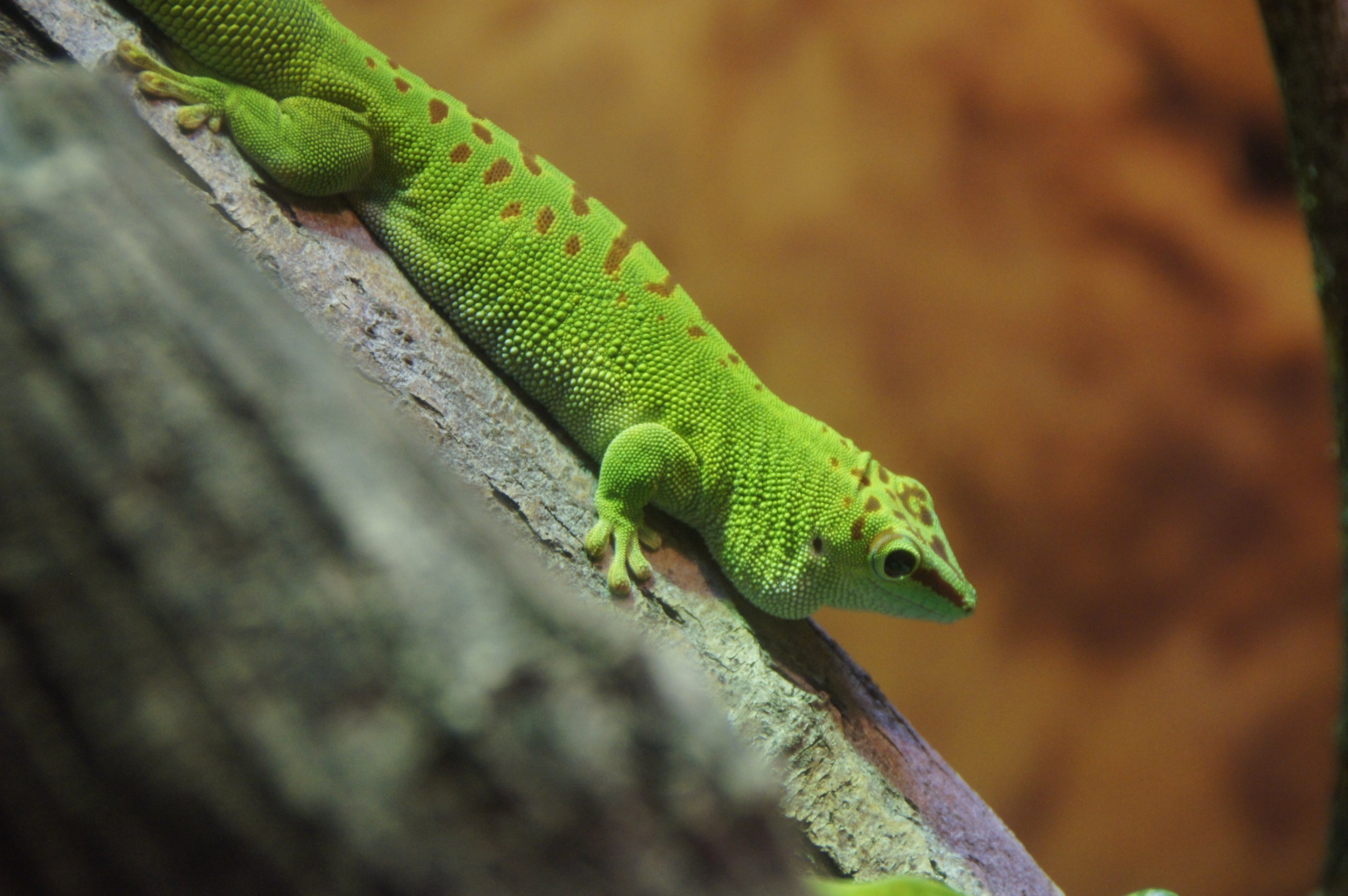 Madagascar Giant Day Gecko