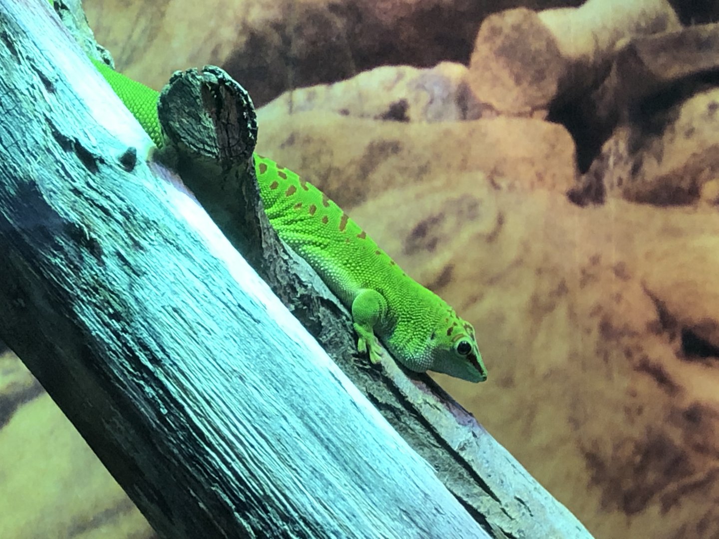 Madagascar giant day gecko
