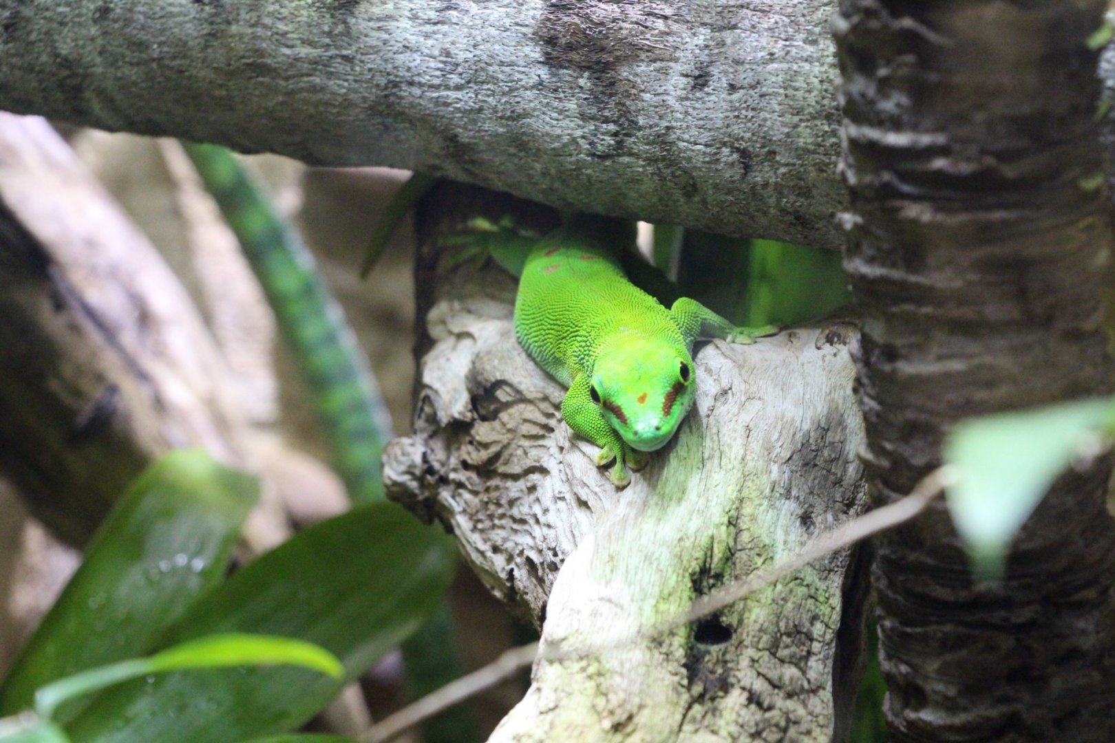 Madagascar Giant Day Gecko