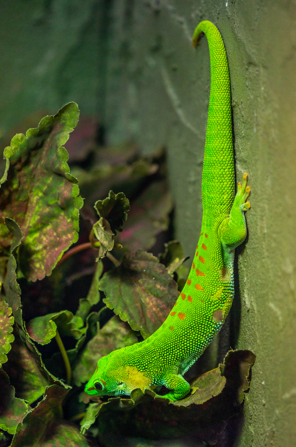 Madagascar Giant Day Gecko