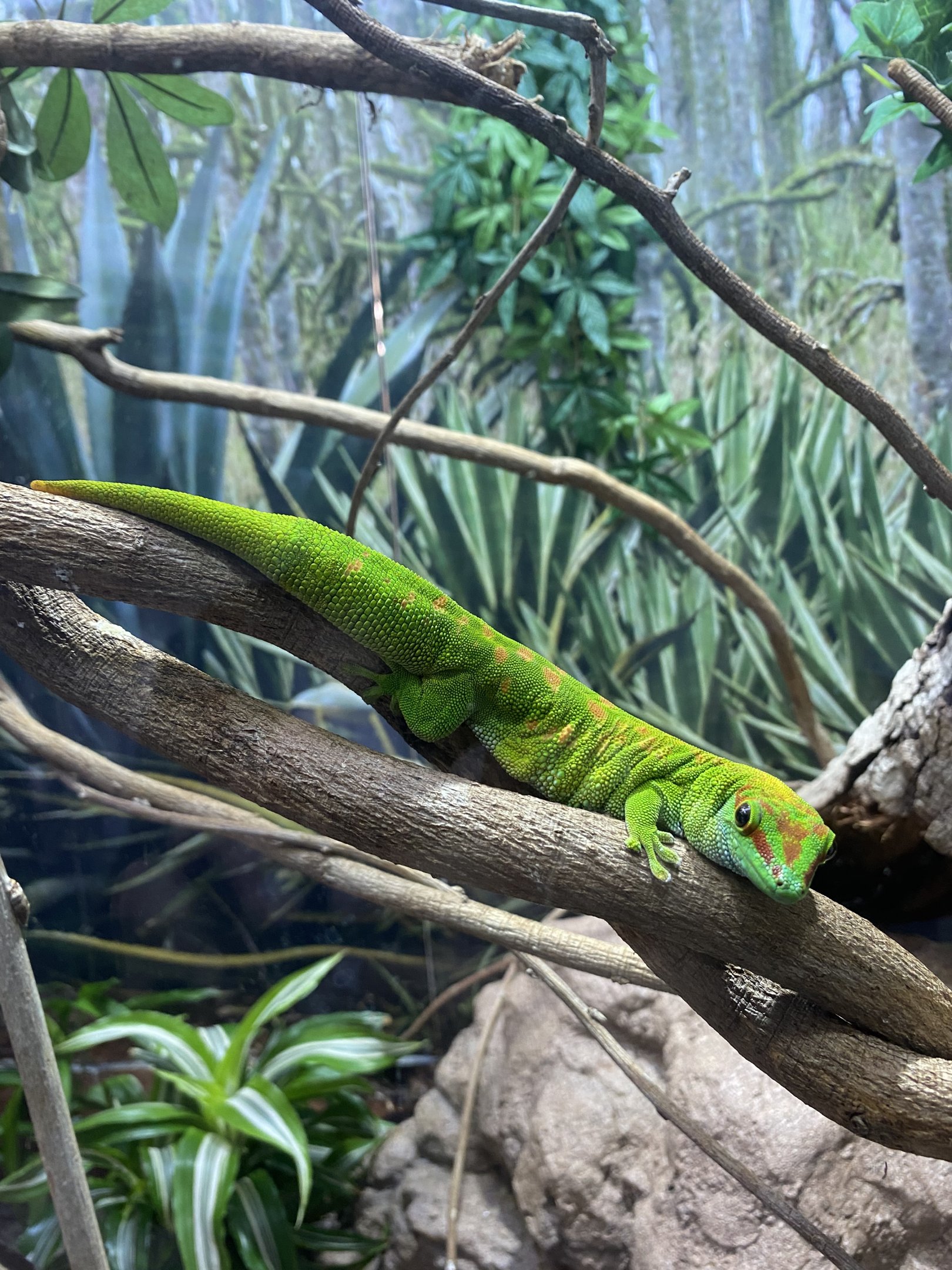 Madagascar Giant Day Gecko