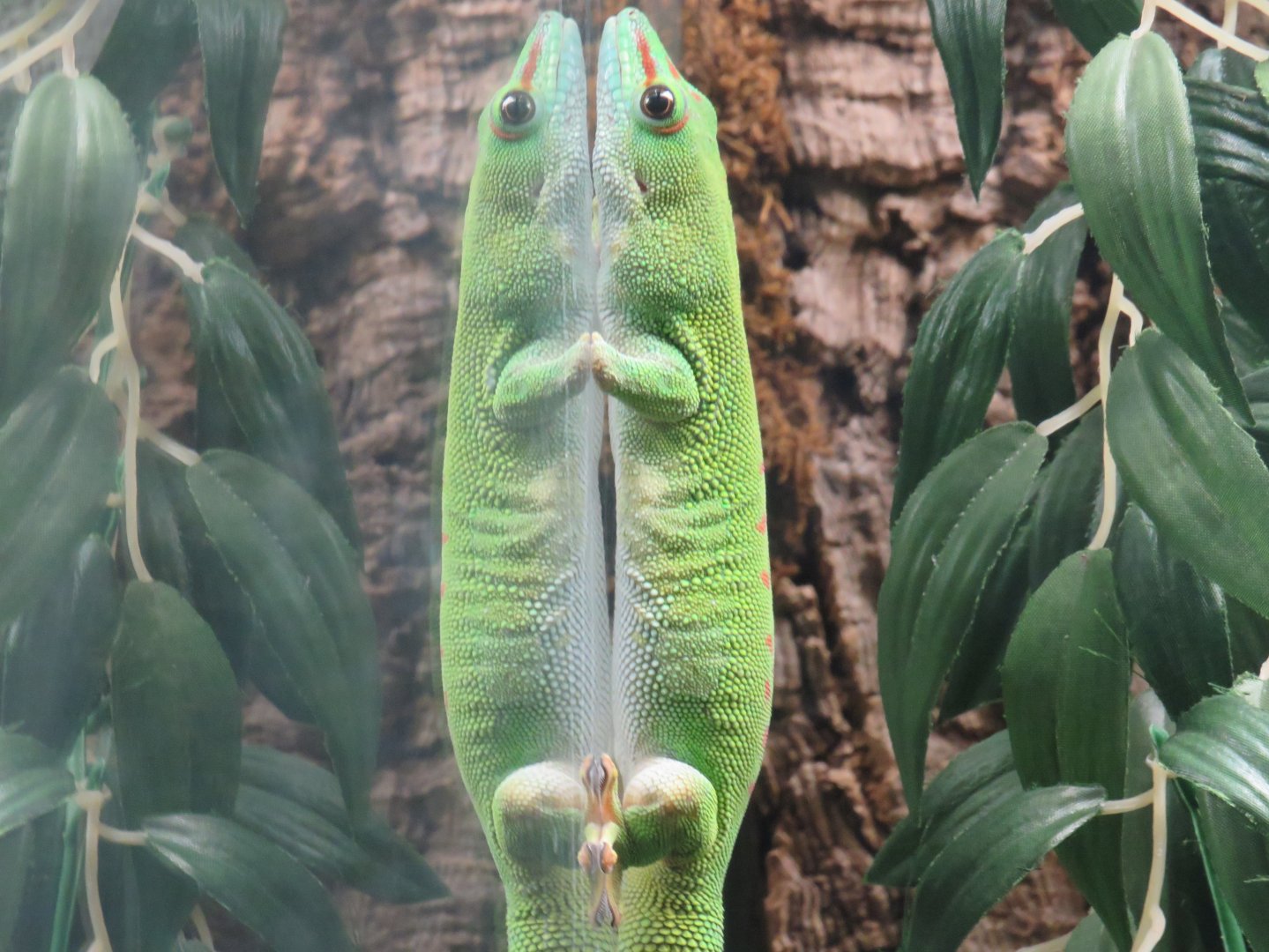 Madagascar giant day gecko