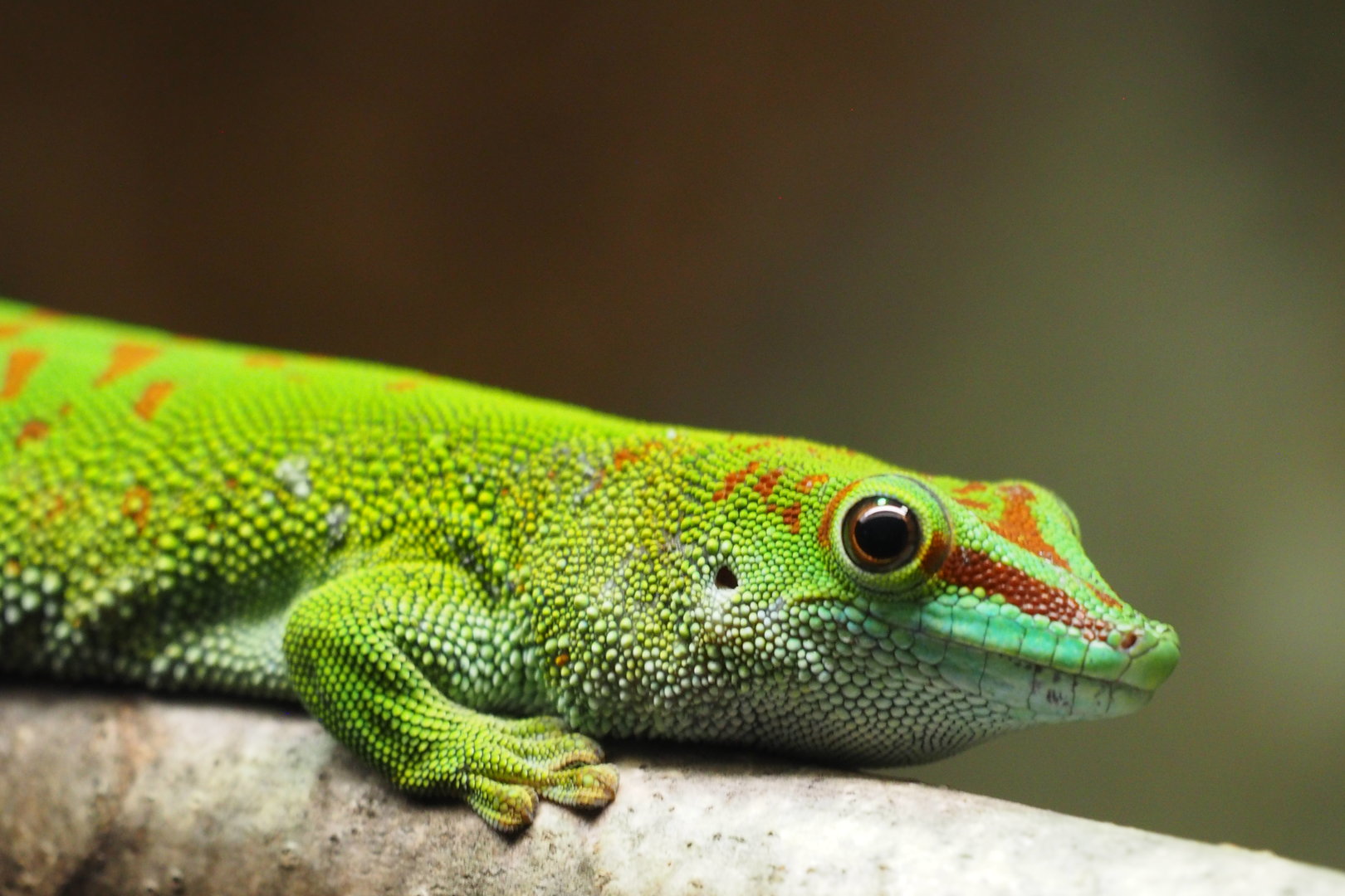 Madagascar Giant Day Gecko