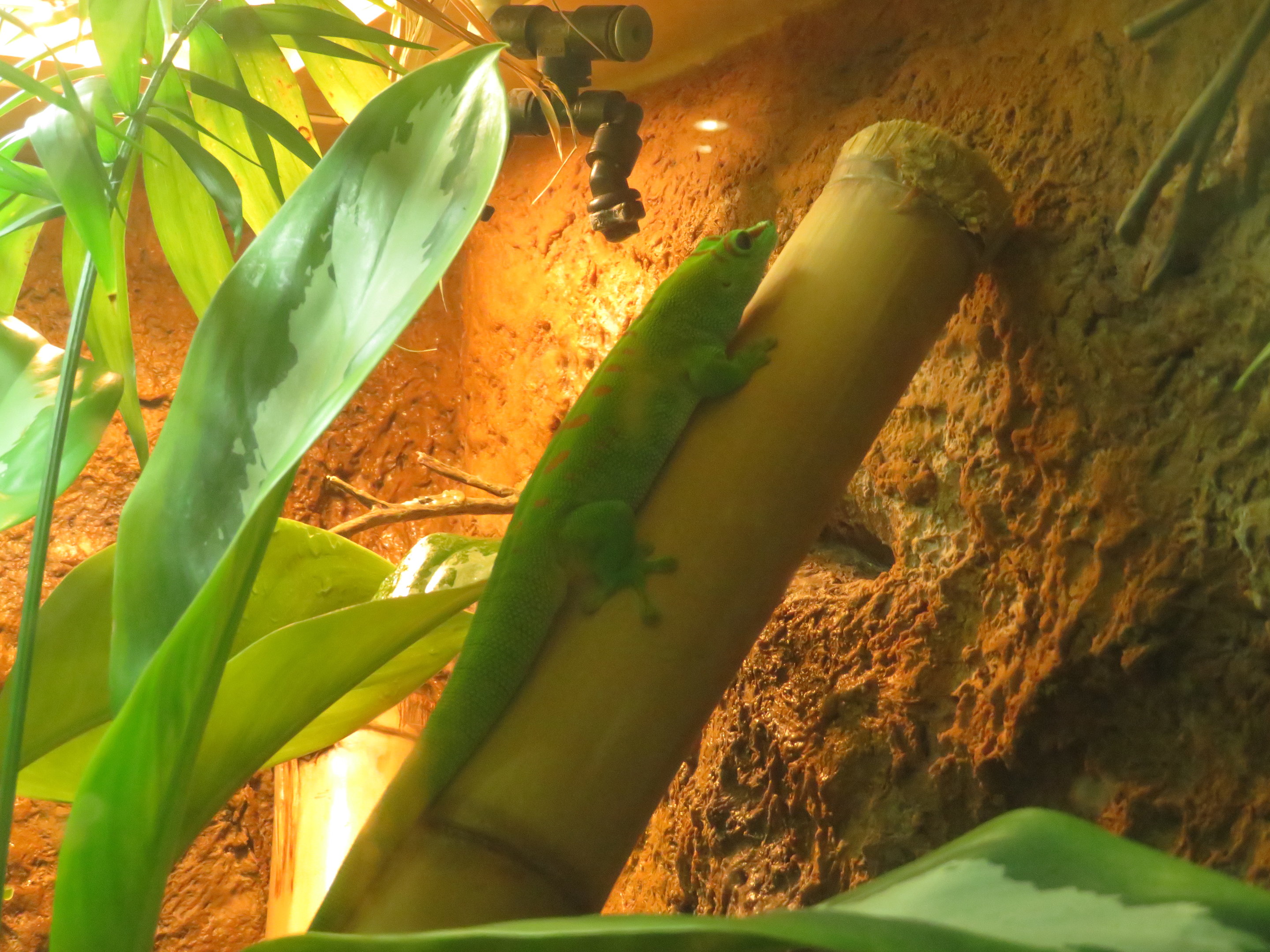 Madagascar Giant Day Gecko