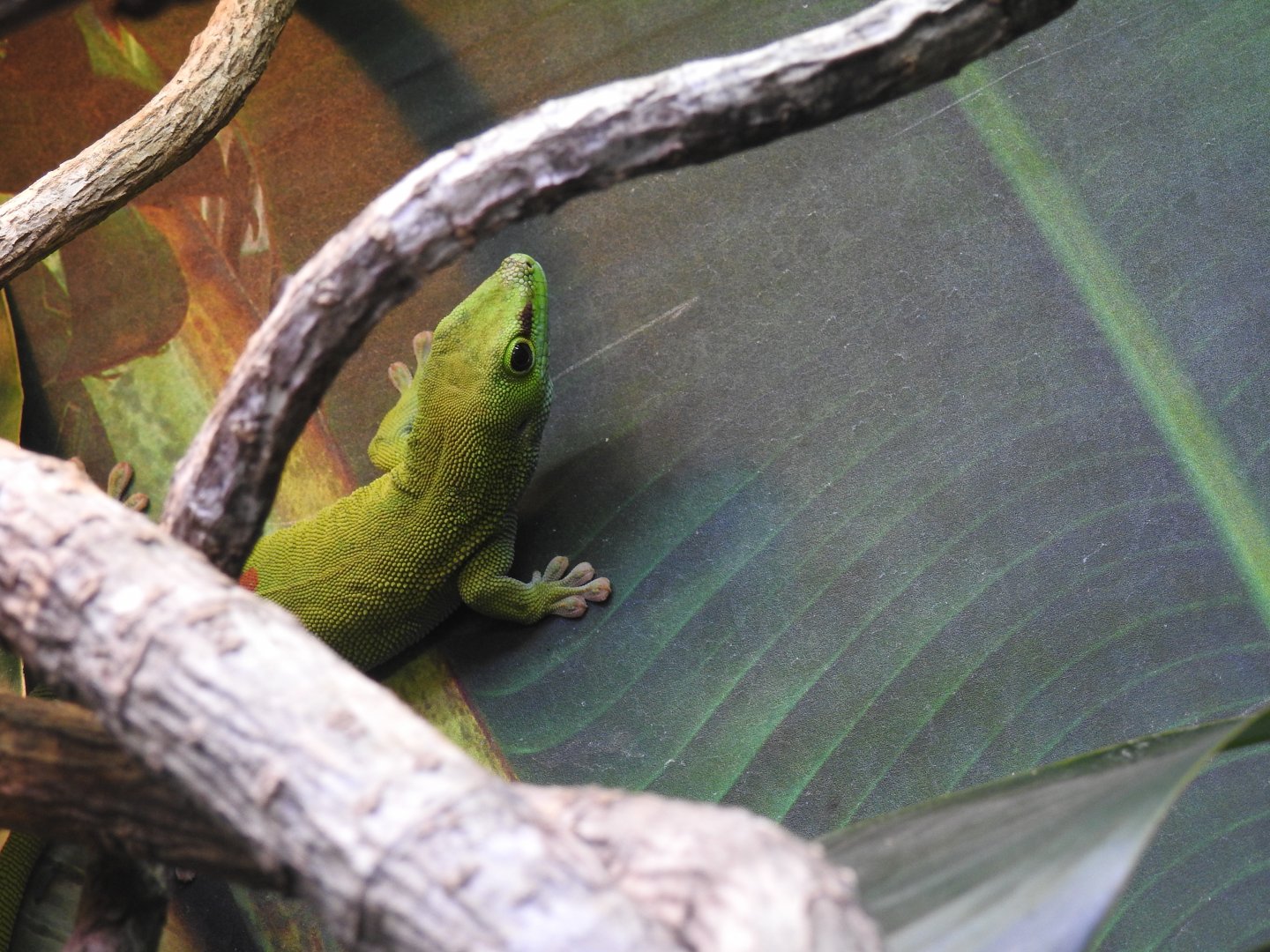 Madagascar Giant Day-Gecko