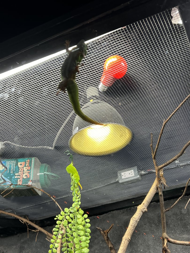 Madagascar Giant Day Gecko