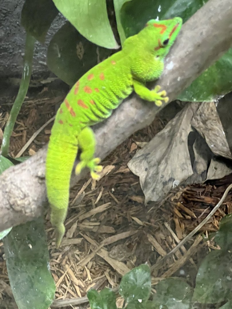 Madagascar Giant Day Gecko
