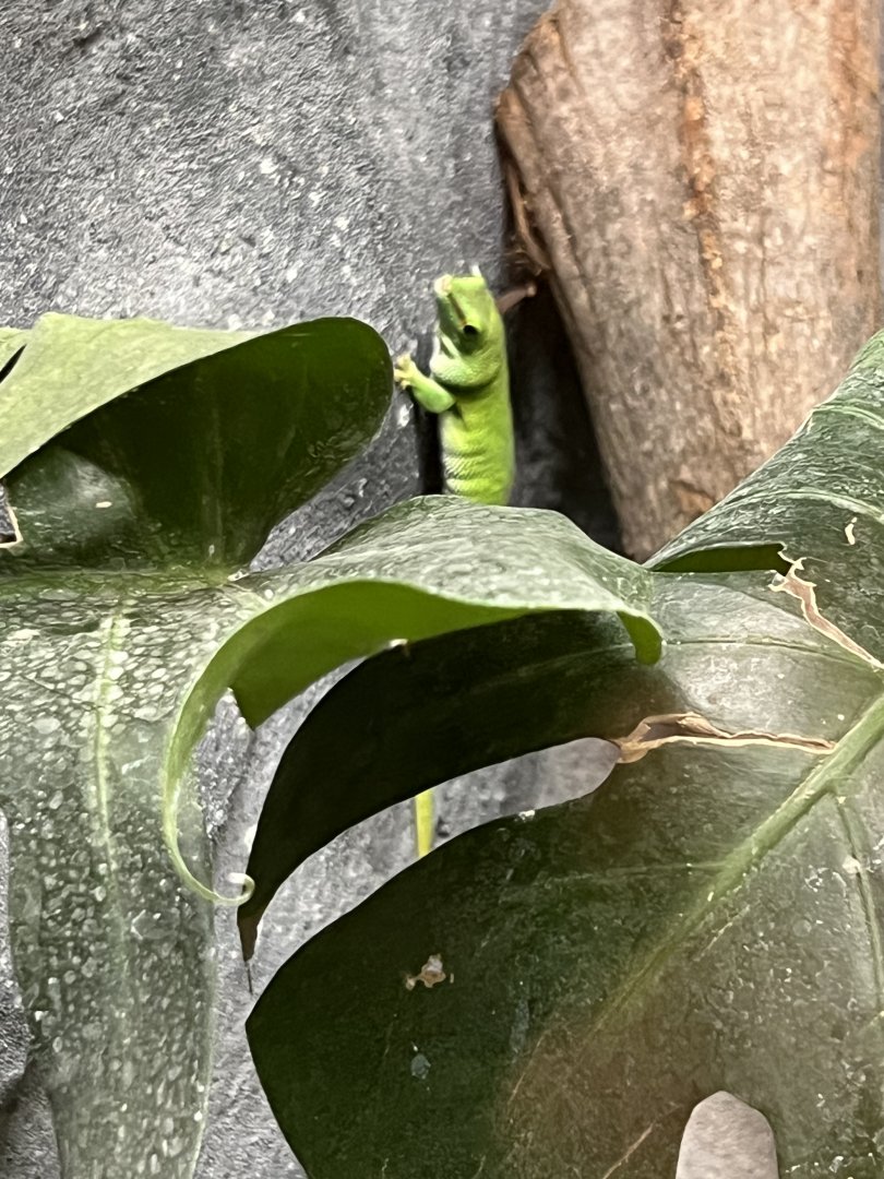Madagascar Giant Day Gecko