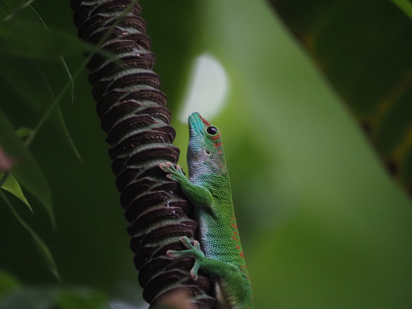 Madagascar Giant Day Gecko