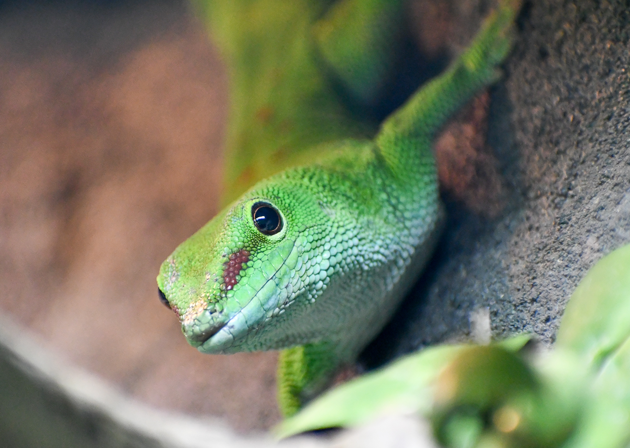 Madagascar Giant Day Gecko