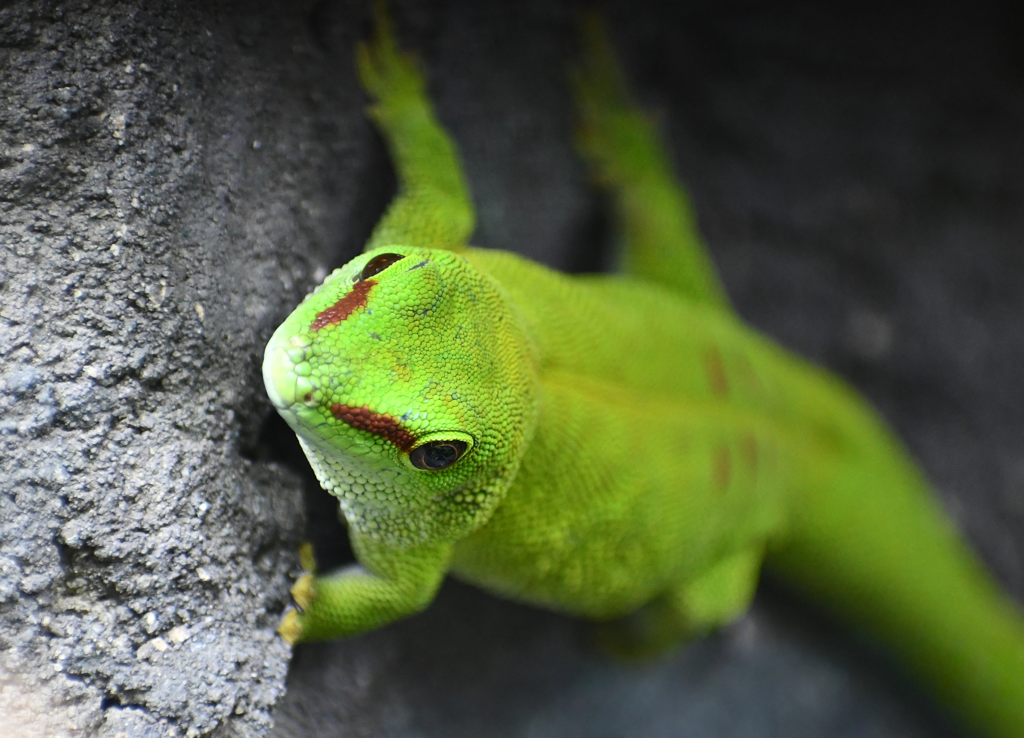 Madagascar Giant Day Gecko