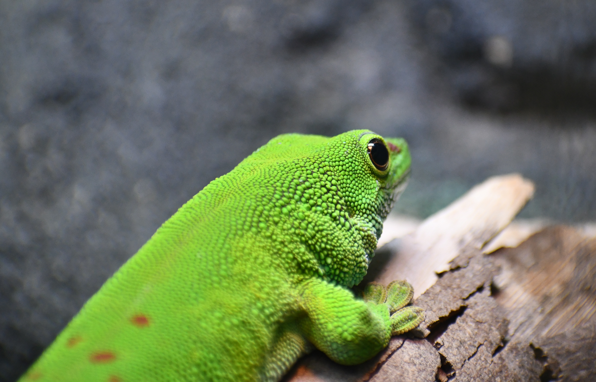 Madagascar Giant Day Gecko