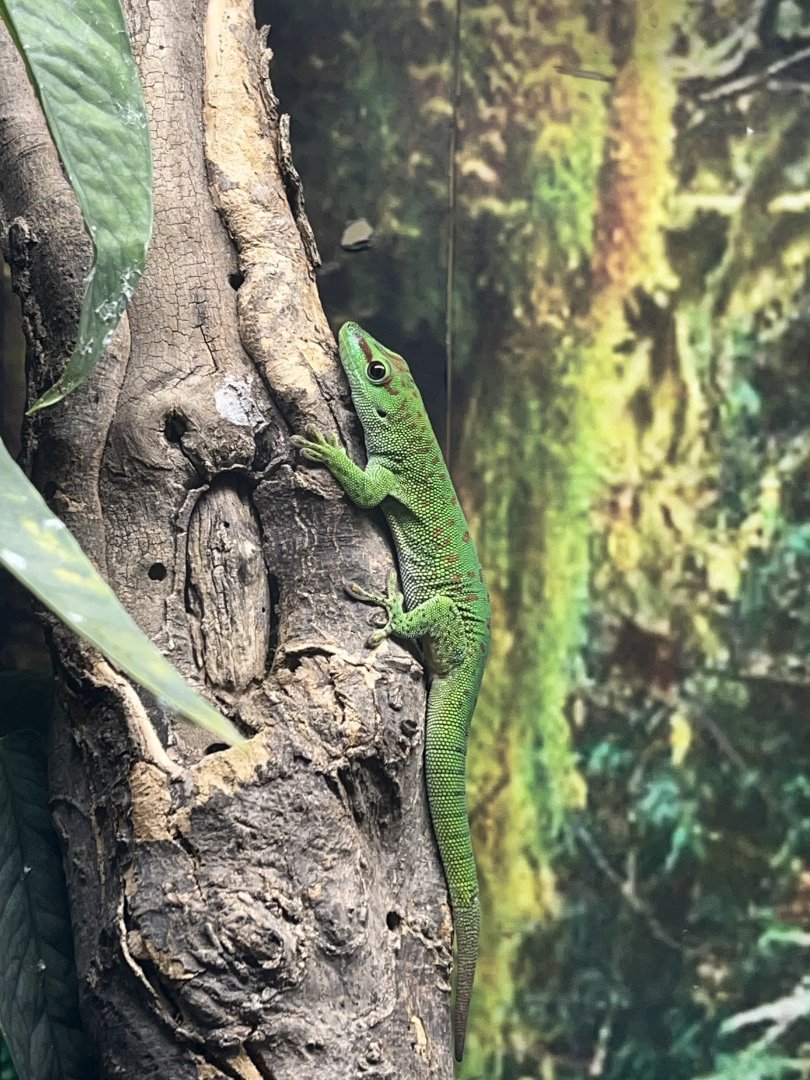 Madagascar Giant Day Gecko
