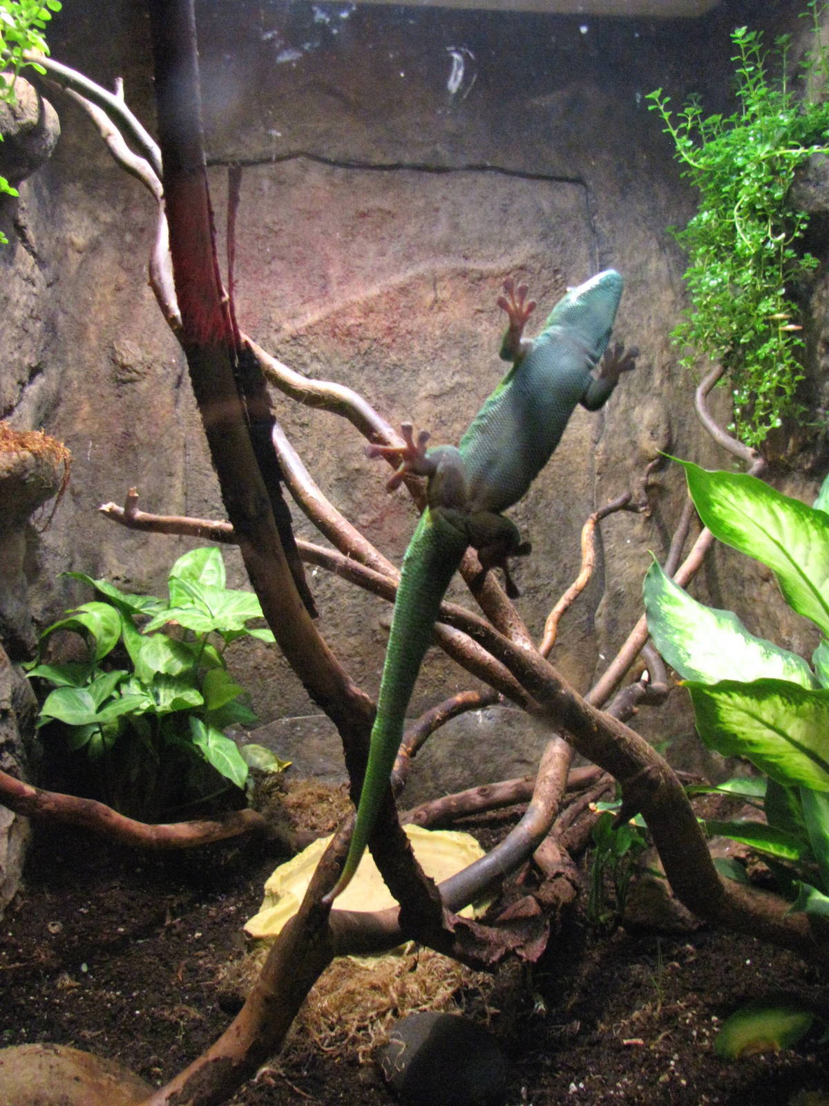 Madagascar Giant Day Gecko