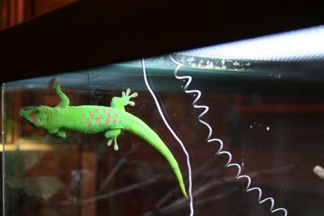 Madagascar Giant Day Gecko
