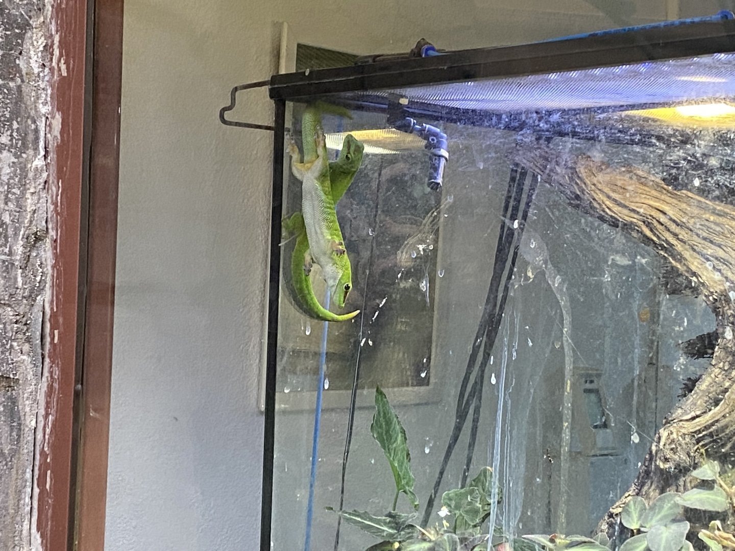 Madagascar giant day geckos