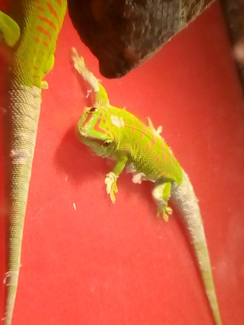 Madagascar giant daygecko (phelsuma grandis)