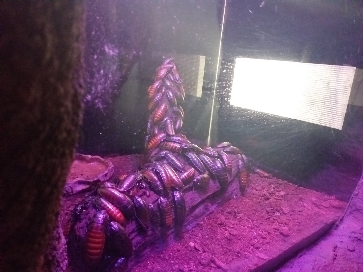 Madagascar giant hissing cockroach -BioDomo (2019)